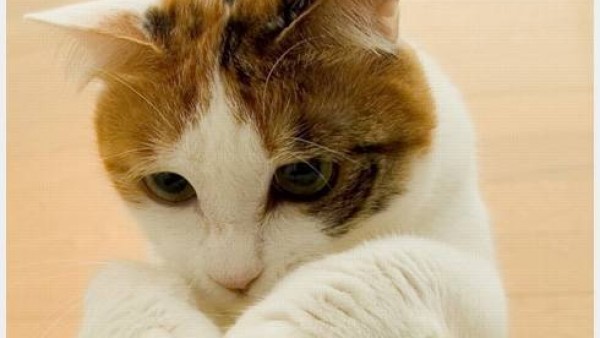 超级飞天猫