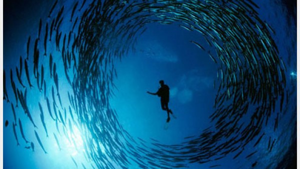 37张绚丽的海底世界摄影作品